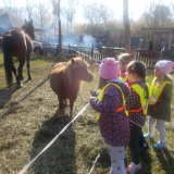 dzieci-karmi-konie