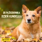 miniatura_dzie-kundelka-muchomorki-i-motylki