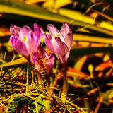 wiosenna-pobudka-autor-piotr-rybski